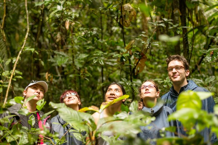 Forêt tropicale d'Amazonie en Equateur