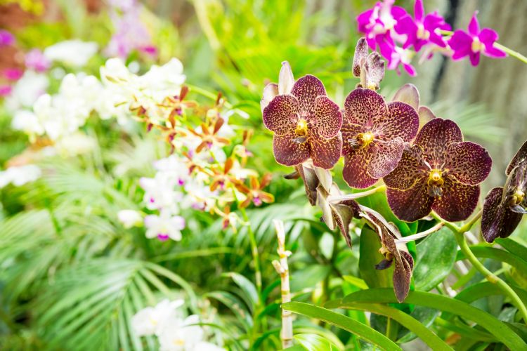 Jardin botanique de Peradeniya