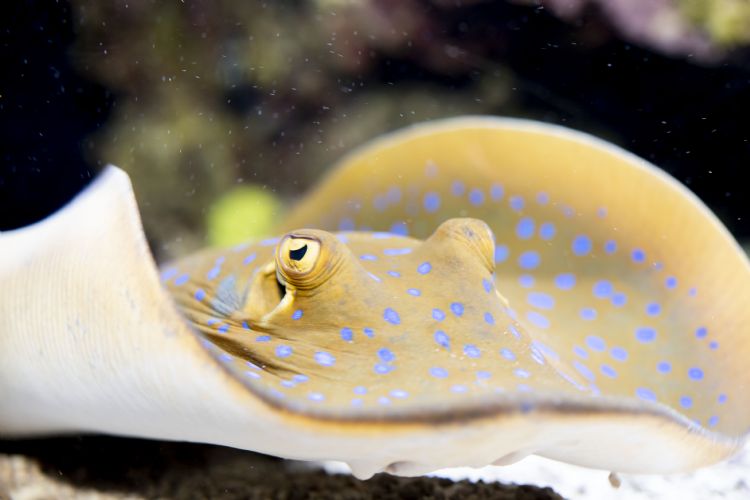 Raie à pois bleus à l'aquarium de Monaco