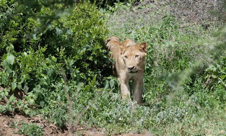 Jeune lionne dans la réserve du lac Manyara