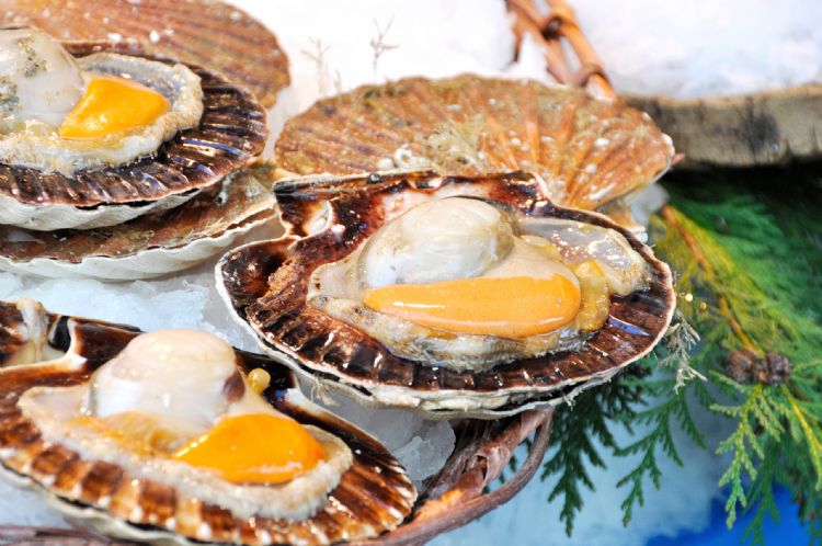 Coquilles Saint-Jacques