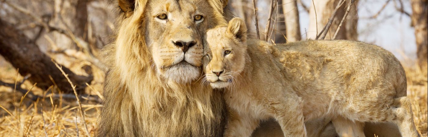 Lion et son lionceau dans le parc Kruger