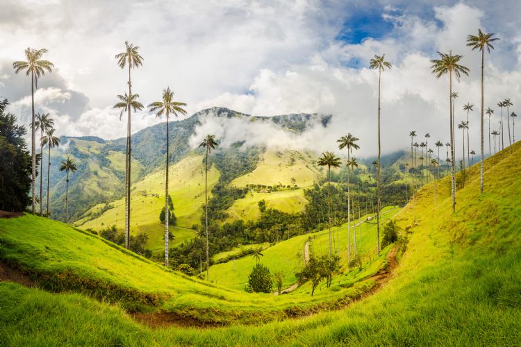 Vallée de Cocora