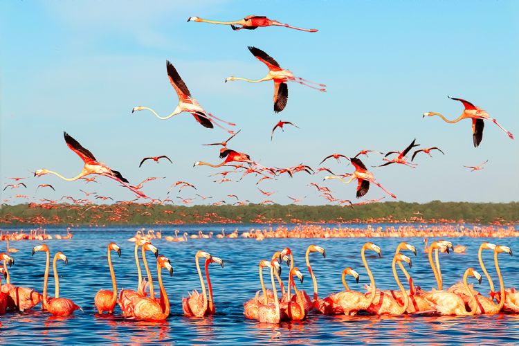 Flamants rose dans la réserve naturelle de Celestun