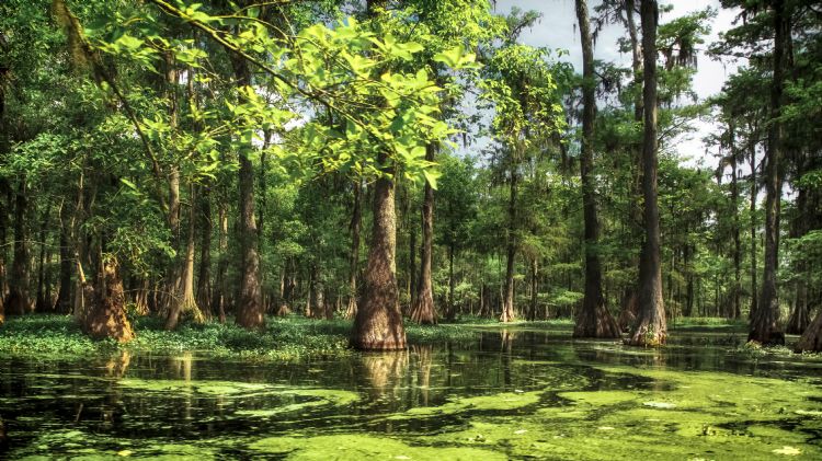 Bayou de Louisiane