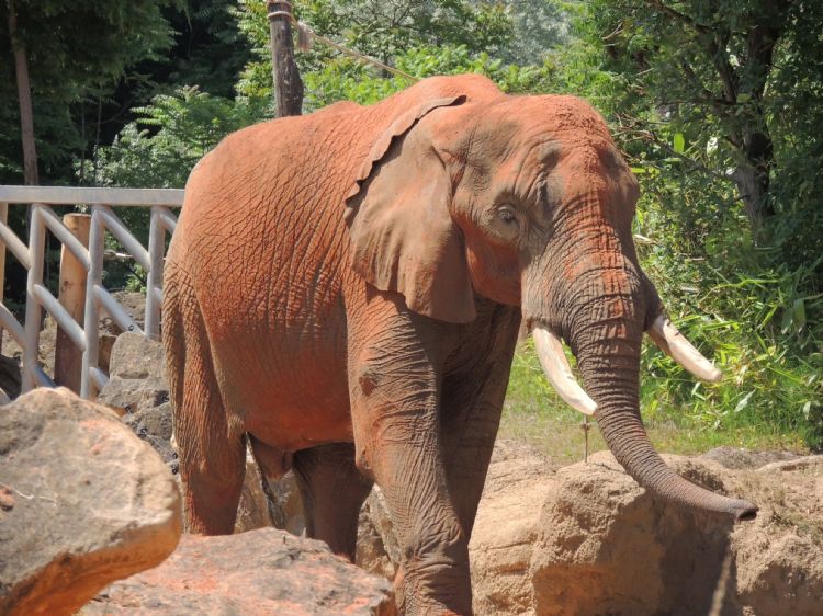Eléphant au zoo d'Amnéville